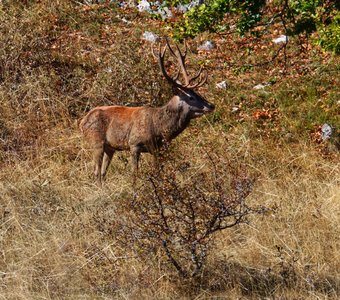 Благородный Олень