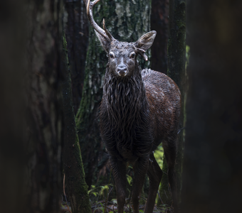 Пятнистый олень (Cervus nippon)