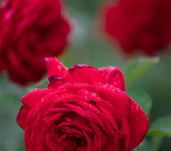 После дождя