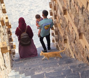 Марокканский кот