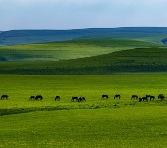 Караван в зеленых дюнах