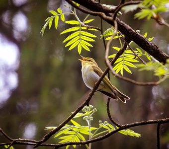 Райская птичка