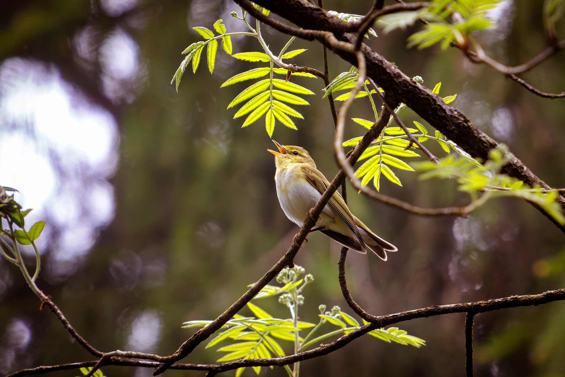 Райская птичка