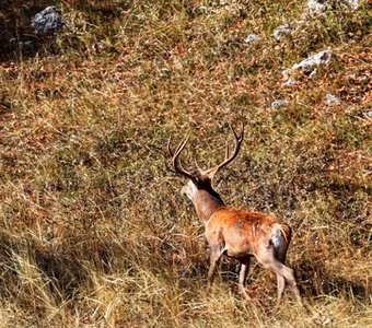 Благородный Олень