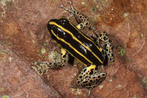 Ученые нашли новый вид ядовитой лягушки