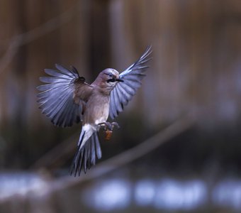 Полёт с осенним акцентом