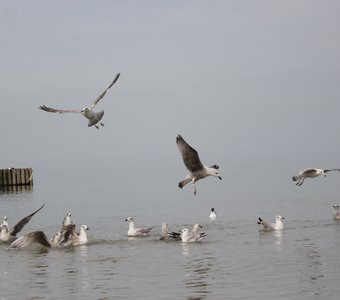 Балтийские чайки