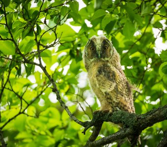 В тени ветвей