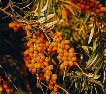 Облепиховое облако