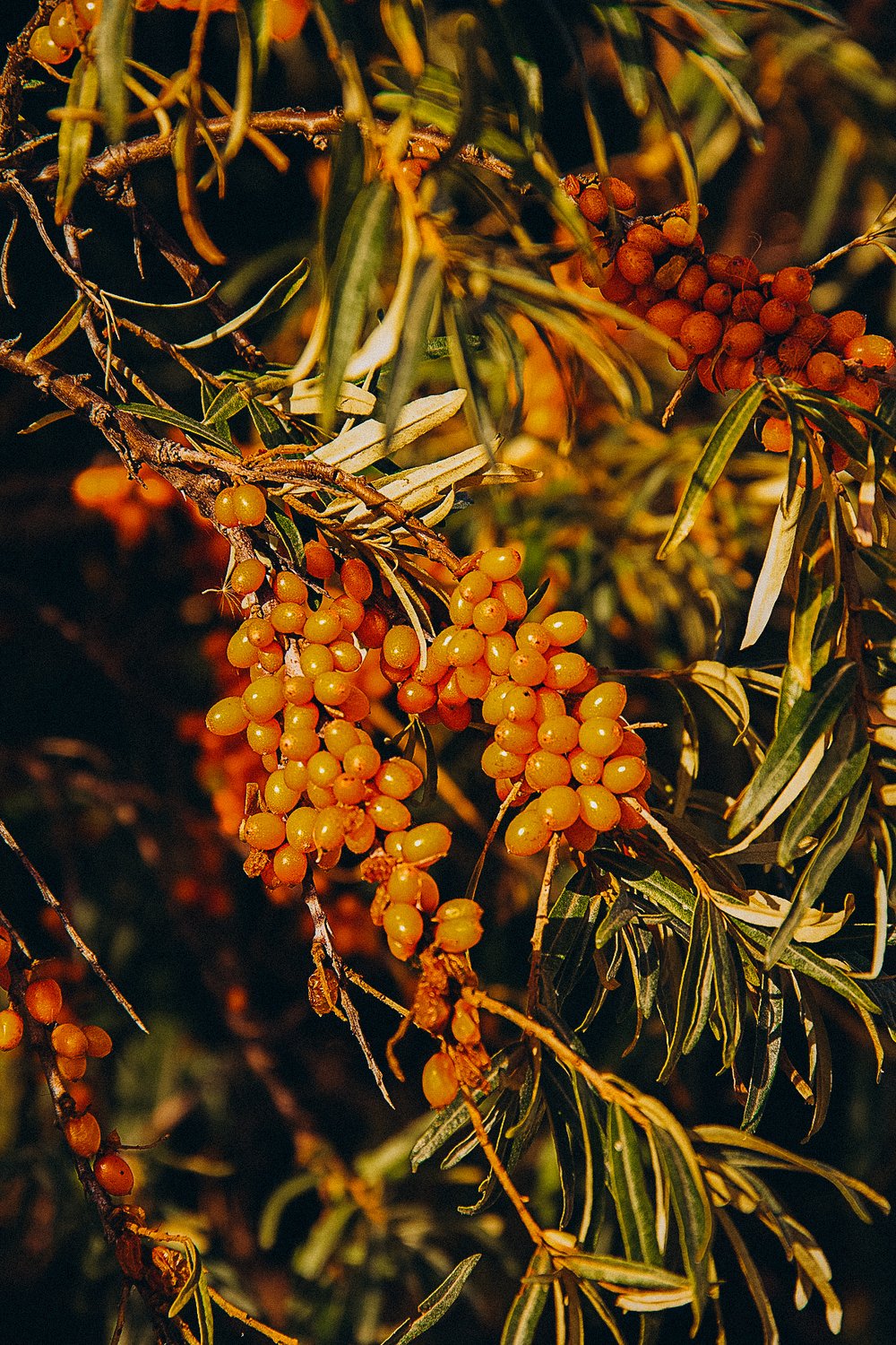 Облепиховое облако