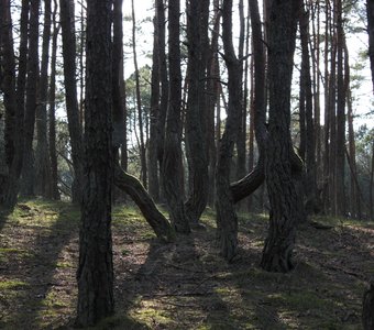 Танцующий лес