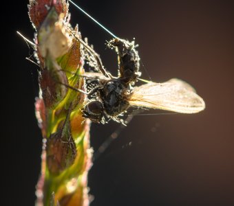 Не подходи - убью