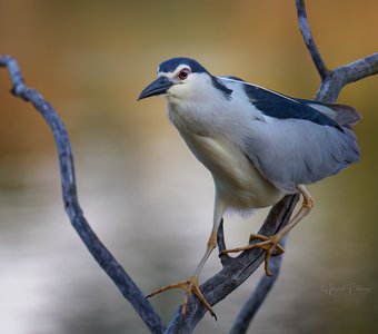 Сделать шаг