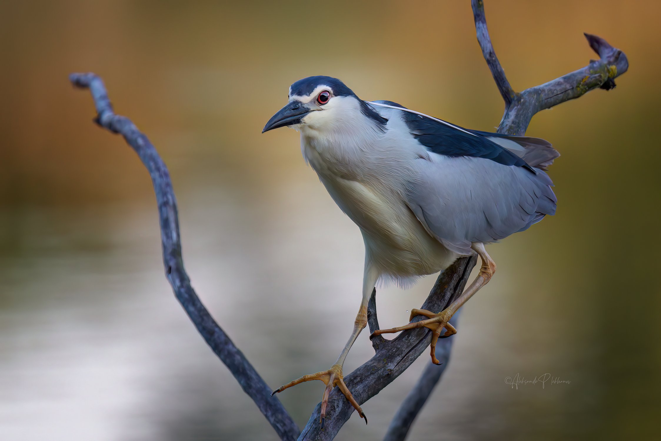 Сделать шаг