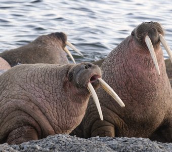 Серенада солнечного острова