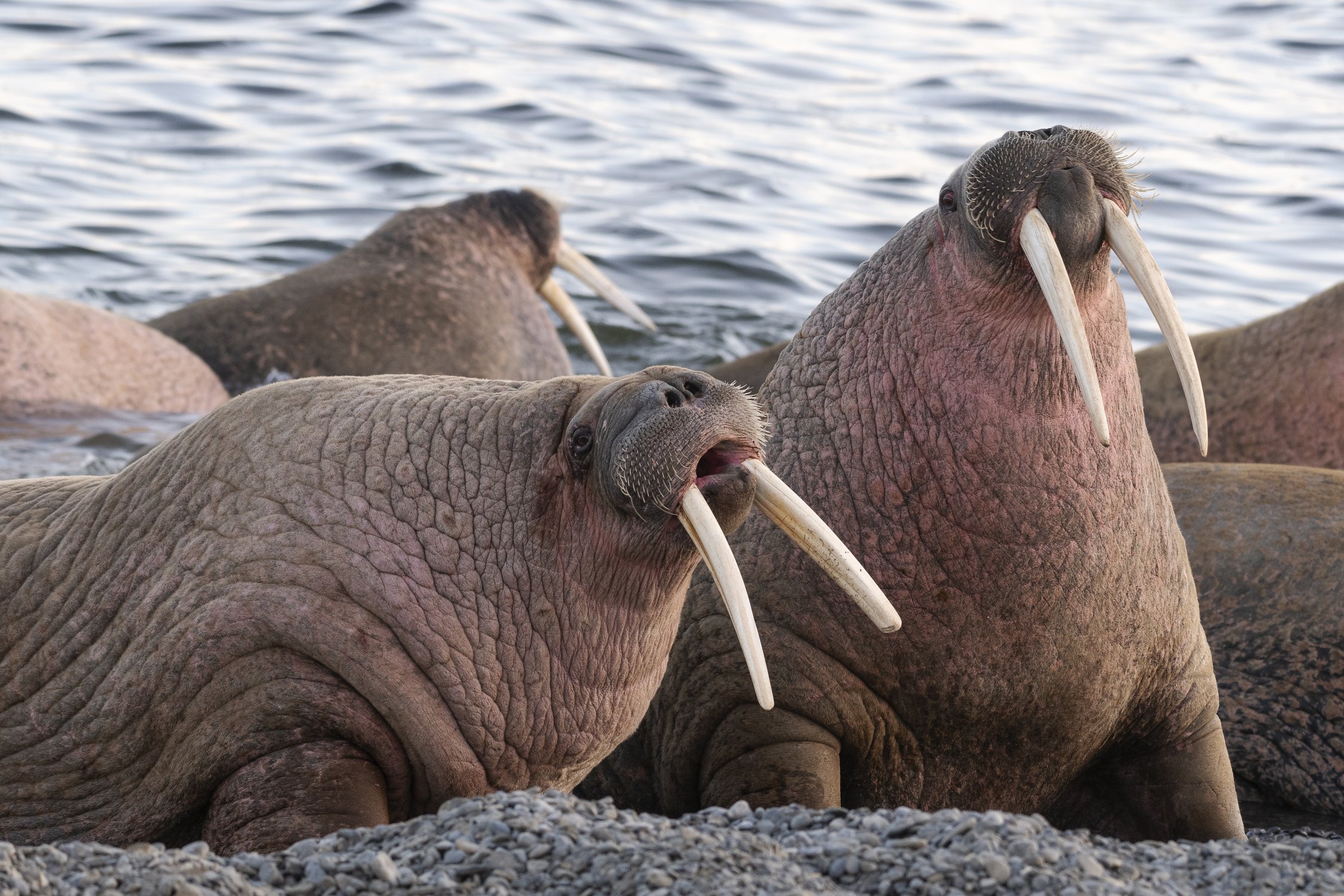 Серенада солнечного острова