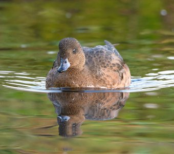 Свиязь скользит по изумрудной глади