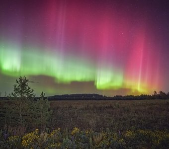 Изумрудные чудеса