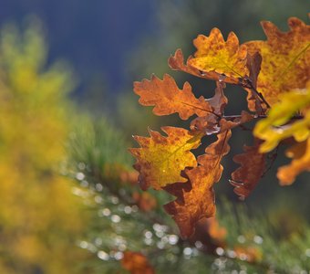 Рисует осень