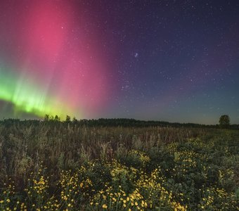 Изумрудные чудеса