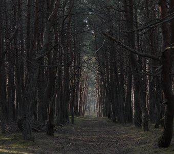 Лесная дорога