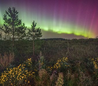 Изумрудные чудеса