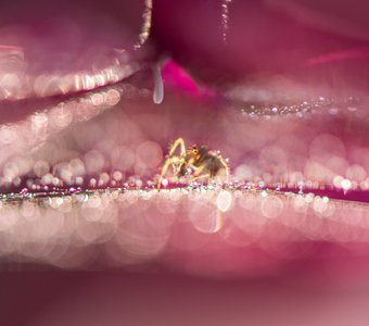 Тайны розового шатра