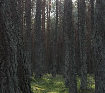 Таинственный лес