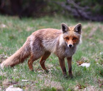 Патрикеевна