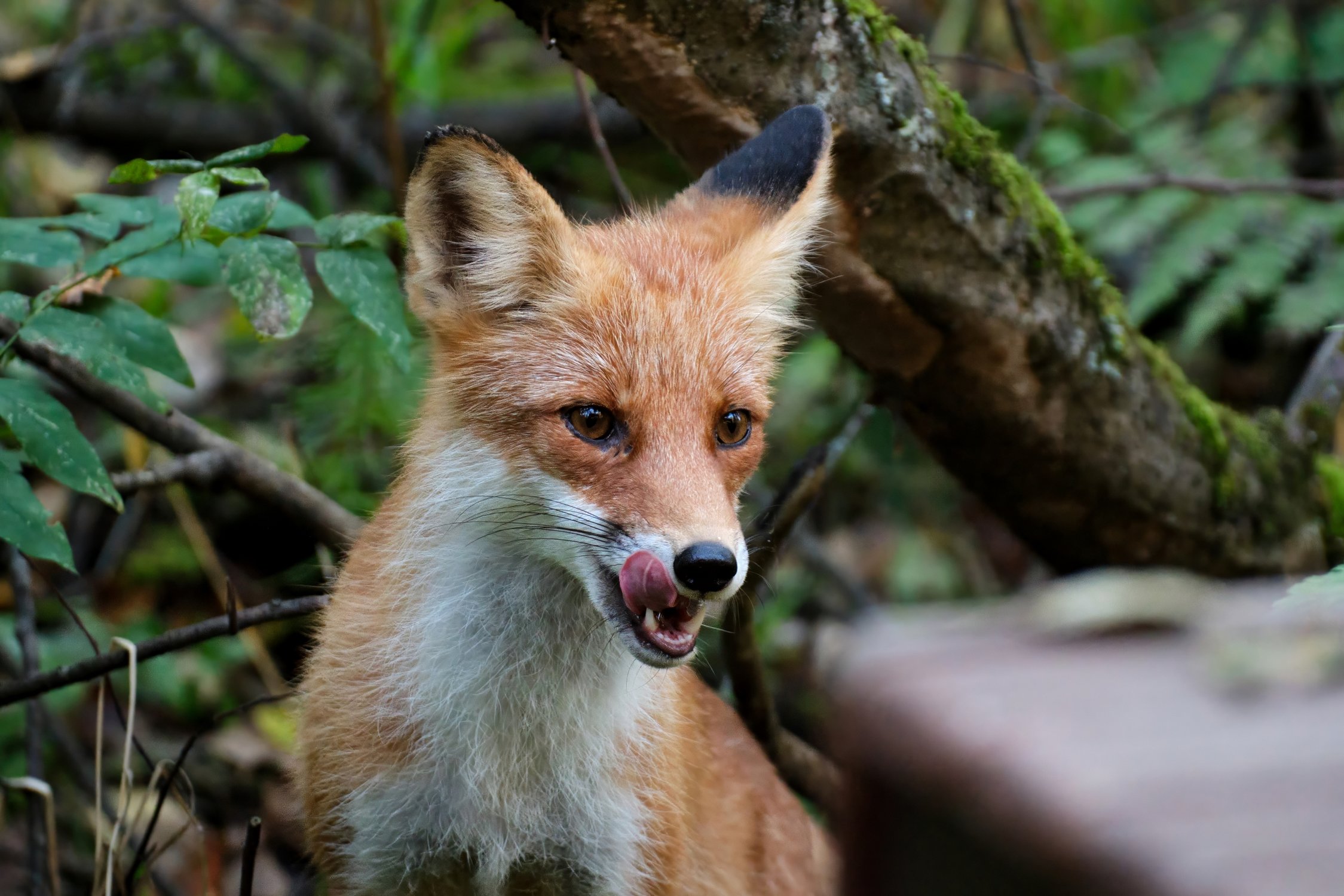 Это колобок там?