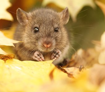 Октябрёнок