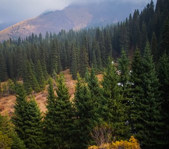 Аккорды осени