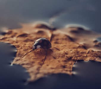 На маленьком плоту