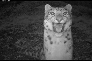 В Бурятии обитает изолированная группа снежных барсов: что о них известно?