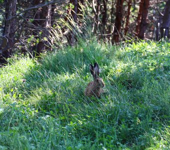 Заяц на опушке