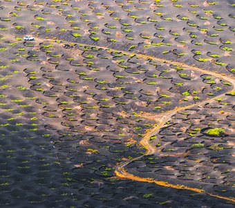 Виноградник