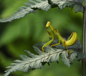 Зеленое лето