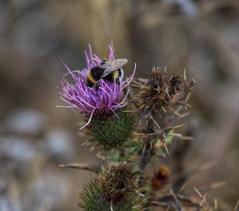 Полосатый мух