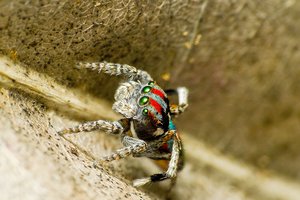 Паучихи съедают плохих танцоров