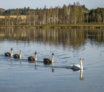 Урок спокойствия