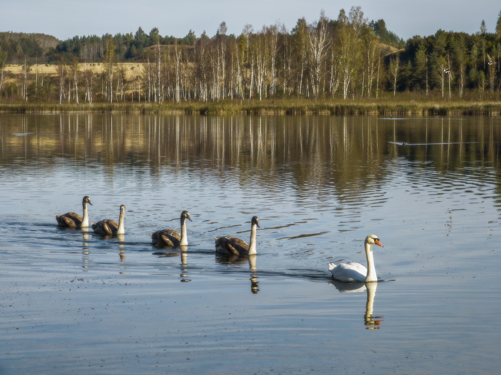 Урок спокойствия