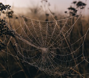 Паутиновые бусы