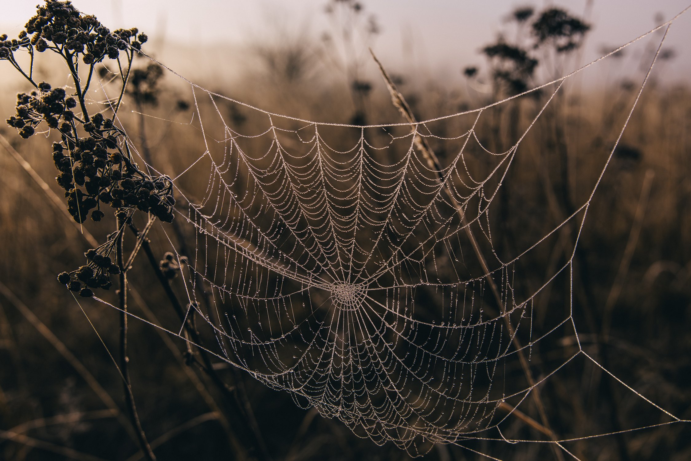 Паутиновые бусы