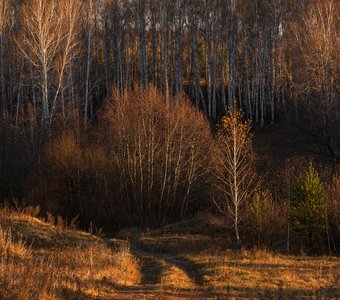 Тропинка лесная