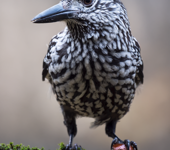 Кедровка (Nucifraga caryocatactes)