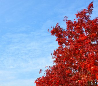 Красная рябина