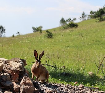 Пучеглазый лопоух