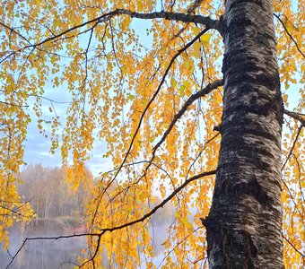 Жёлтая берёза