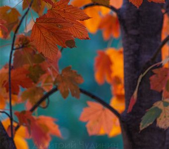 Краски осени