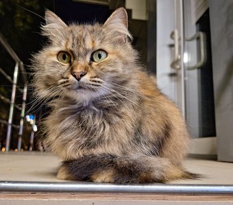 Зеленоглазая прелесть